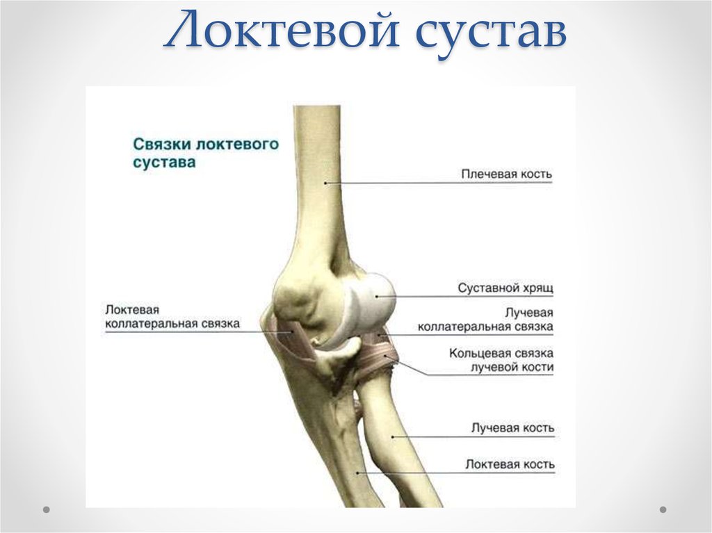 Схема локтевого сустава