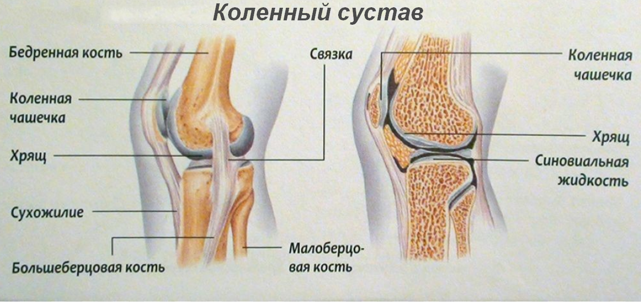 Левого коленного сустава. Строение коленного суста. Строение левого коленного сустава связки мышцы. Схема строения коленного сустава. Строение коленного сустава чашечки.